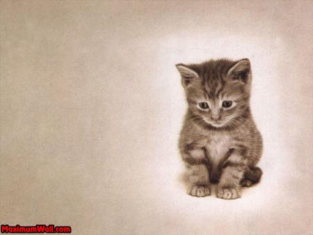 tit chaton